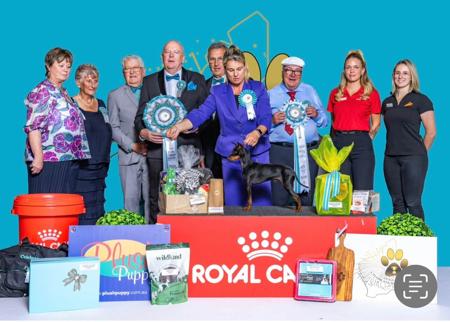 English Toy Terrier (Black and Tan) for sale by RAISHAROOHOTMAIL