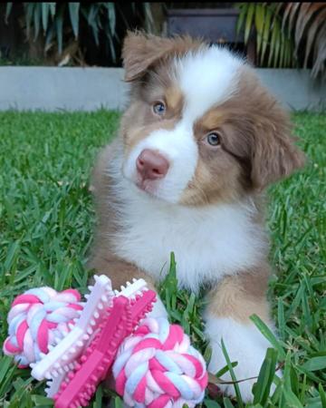 Australian Shepherd for sale by MAVIBLUE