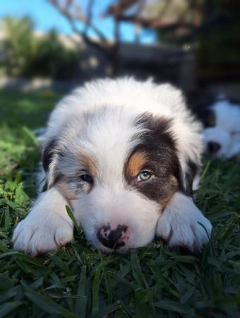 Australian Shepherd for sale by MAVIBLUE