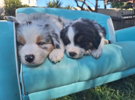 Australian Shepherd for sale by MAVIBLUE