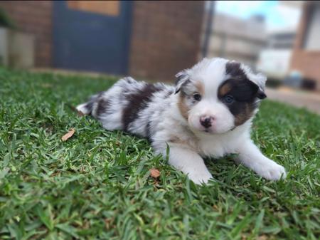 Australian Shepherd for sale by MAVIBLUE