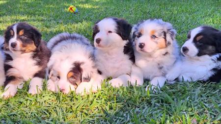 Australian Shepherd for sale by MAVIBLUE