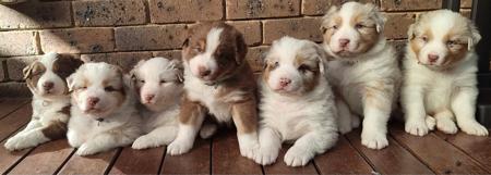 Australian Shepherd for sale by MAVIBLUE