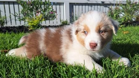 Australian Shepherd for sale by MAVIBLUE