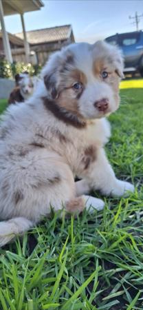 Australian Shepherd for sale by MAVIBLUE