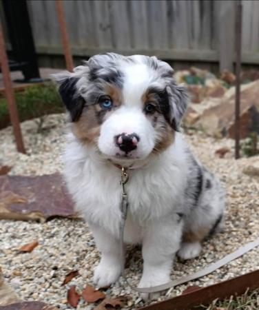 Australian Shepherd for sale by MAVIBLUE