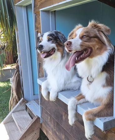 Australian Shepherd for sale by MAVIBLUE