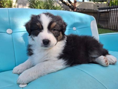 Australian Shepherd for sale by MAVIBLUE