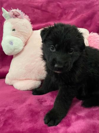 German Shepherd Dog puppy for sale by SHEBELLE