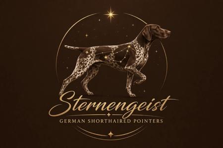 German Shorthaired Pointer for sale by STERNENGEIST