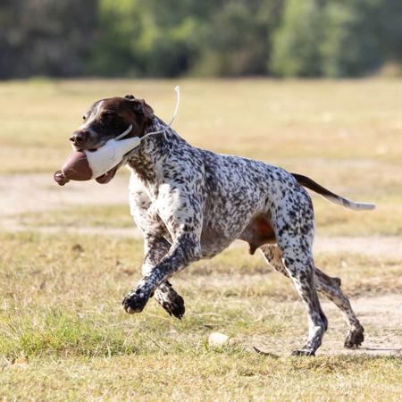 German Shorthaired Pointer for sale by STERNENGEIST