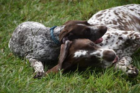 German Shorthaired Pointer for sale by STERNENGEIST