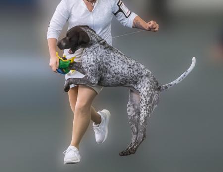 German Shorthaired Pointer for sale by STERNENGEIST