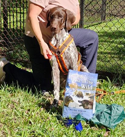 German Shorthaired Pointer for sale by STERNENGEIST