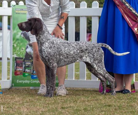 German Shorthaired Pointer for sale by STERNENGEIST