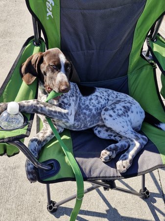 German Shorthaired Pointer for sale by STERNENGEIST