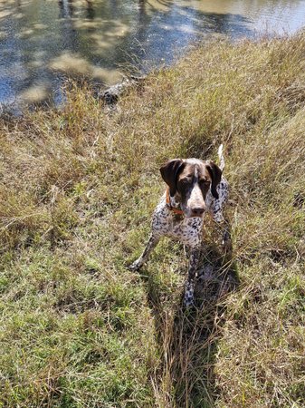 German Shorthaired Pointer for sale by STERNENGEIST