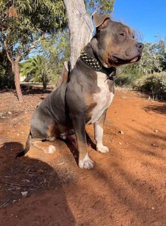 American Staffordshire Terrier for sale by TAINUIBLUE