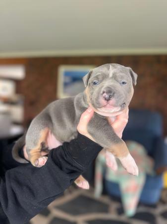 American Staffordshire Terrier for sale by TAINUIBLUE