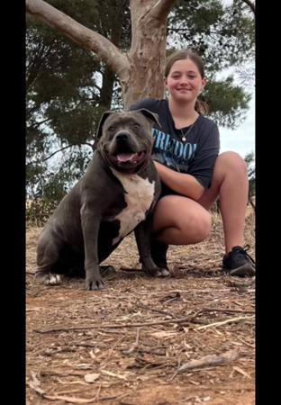 American Staffordshire Terrier for sale by TAINUIBLUE