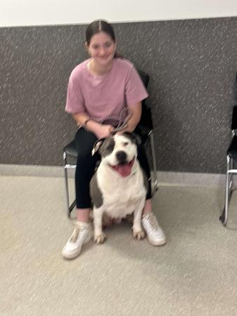 American Staffordshire Terrier for sale by TAINUIBLUE