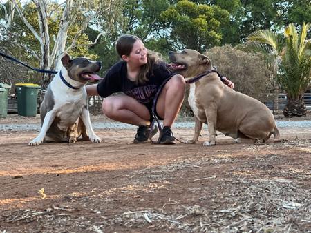 American Staffordshire Terrier for sale by TAINUIBLUE