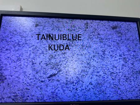 American Staffordshire Terrier for sale by TAINUIBLUE