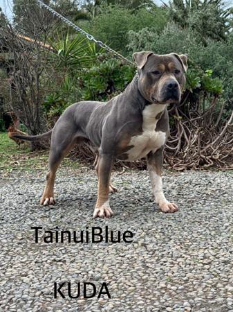 American Staffordshire Terrier for sale by TAINUIBLUE