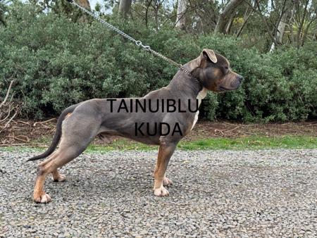 American Staffordshire Terrier for sale by TAINUIBLUE