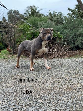 American Staffordshire Terrier for sale by TAINUIBLUE