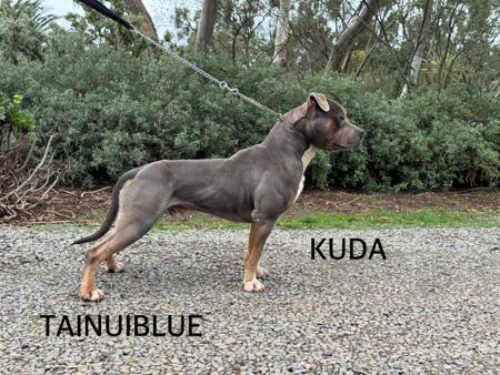 American Staffordshire Terrier for sale by TAINUIBLUE