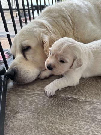 Golden Retriever puppy for sale by 4100147453