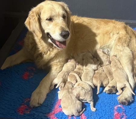 Golden Retriever puppy for sale by INVERNEE