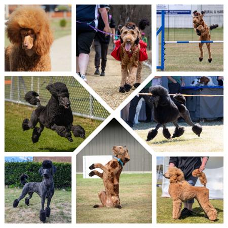 Poodle (Standard) for sale by SICRAPOODLES