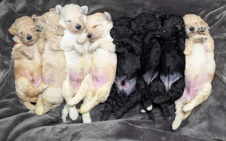 Poodle (Standard) puppy for sale by SICRA