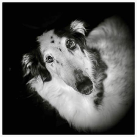 Borzoi for sale by SASHAYAWAY