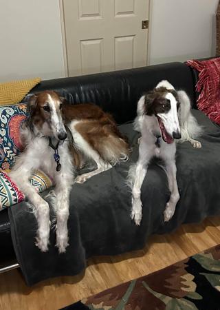 Borzoi for sale by SASHAYAWAY