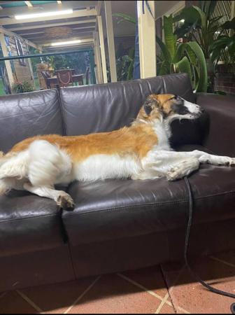 Borzoi for sale by SASHAYAWAY
