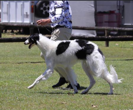 Borzoi for sale by SASHAYAWAY