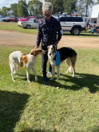 Borzoi for sale by SASHAYAWAY