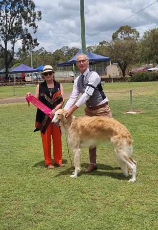 Borzoi for sale by SASHAYAWAY