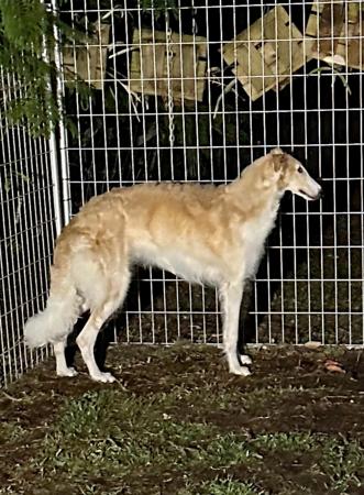 Borzoi for sale by SASHAYAWAY