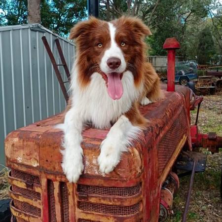 Border Collie for sale by TIMATOSHA