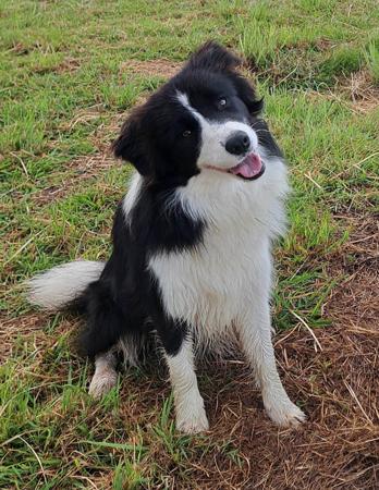 Border Collie for sale by TIMATOSHA