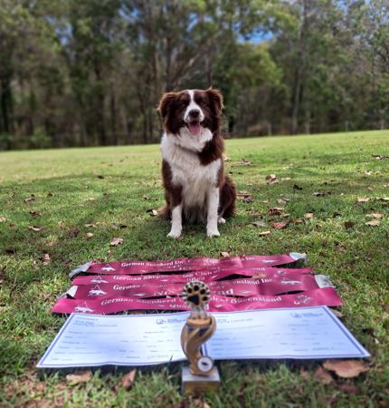 Border Collie for sale by TIMATOSHA