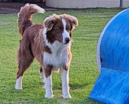 Border Collie for sale by TIMATOSHA