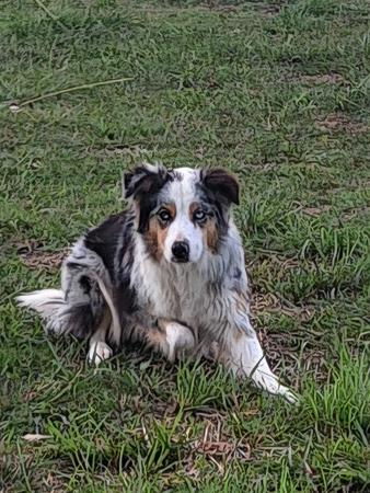 Border Collie for sale by TIMATOSHA