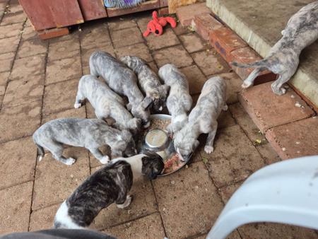 Whippet puppy for sale by KHAYOZ