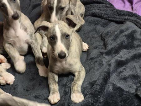 Whippet puppy for sale by KHAYOZ