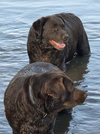 Labrador Retriever for sale by RIVERINALABRADORS